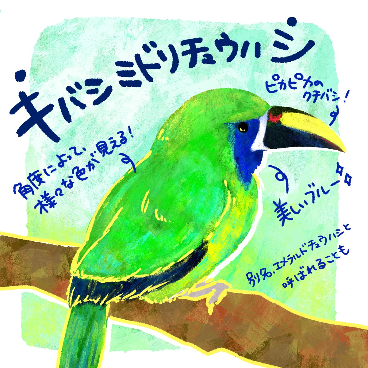 #しり鳥 
姫川雅子さんの「キツツキ」の続きで
【キバシミドリチュハシ】を描きました☺️

中南米に住んでる鳥さんでとってもカラフル！
目元から喉のブルーも綺麗ですが、角度によって羽に様々な色が見えるのもとってもオシャレです☺️✨

次は夏が好きなぶた(<a href="/natsu_butagogo/">夏が好きなぶた</a> )さん、お願いします〜🥝