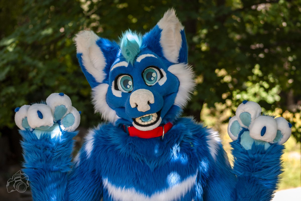 Blue dog wishes you a good week :3

📸: <a href="/akkiefloofie/">Akkie ₍ₑₘᵣₑₑ₎</a>