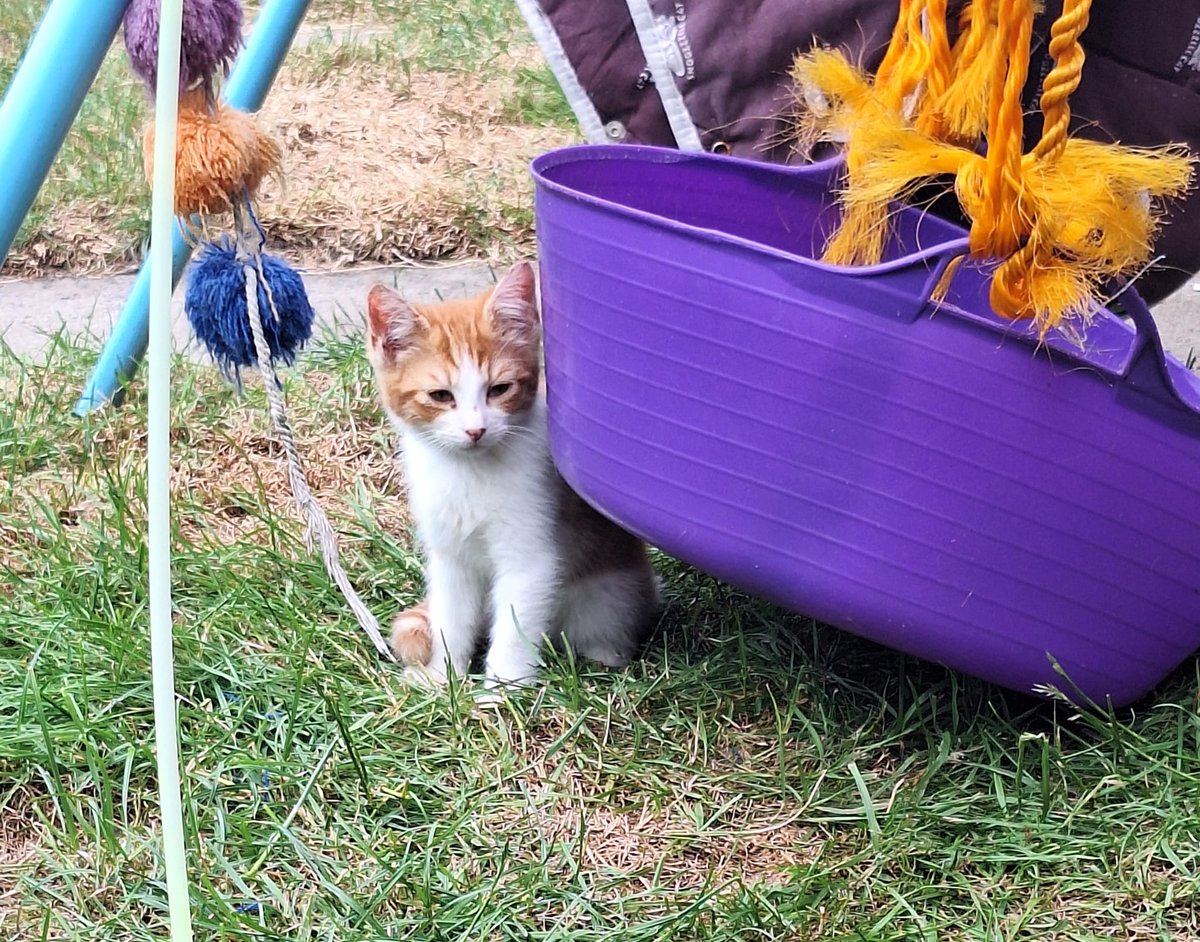 Clent View Cat And Kitten Rescue (@clentviewrescue) on Twitter photo 