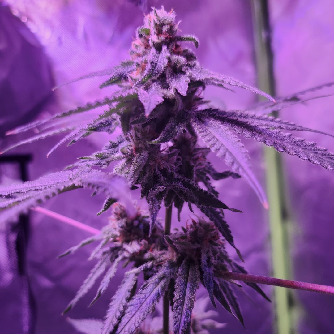 Fed weekly, grown with purpose. This is what the right nutrients can do. 🌱  #plantgrowth #gardening