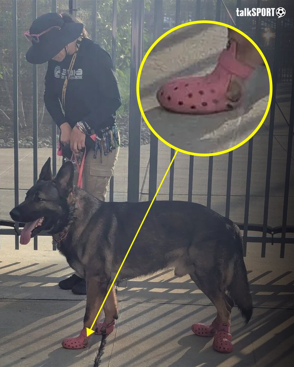 Sniffer dogs at the Club World Cup are wearing crocs to protect their paws from the heat! 🐾☀️

A ‘code red’ health warning has been issued by local authorities in the United States, with some matches hitting 38 degrees Celsius... so sniffer dogs are being issued with protective
