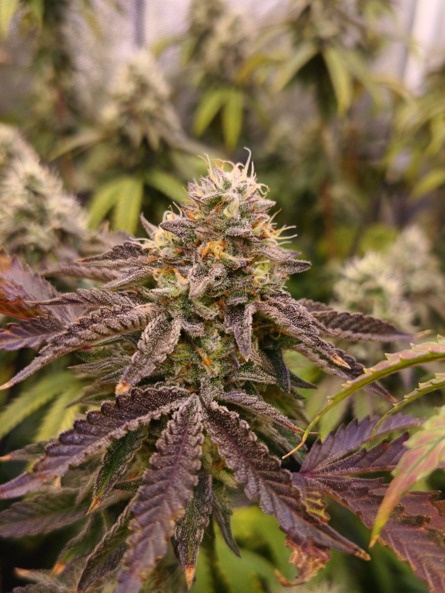 congogrowshop's tweet photo. 🔥 A todo trapo el cultivo de Mati, con genéticas como Wingsuite y Truffaloha

#autocultivo #reprocann #Cannabis https://t.co/2aE6spjsGs