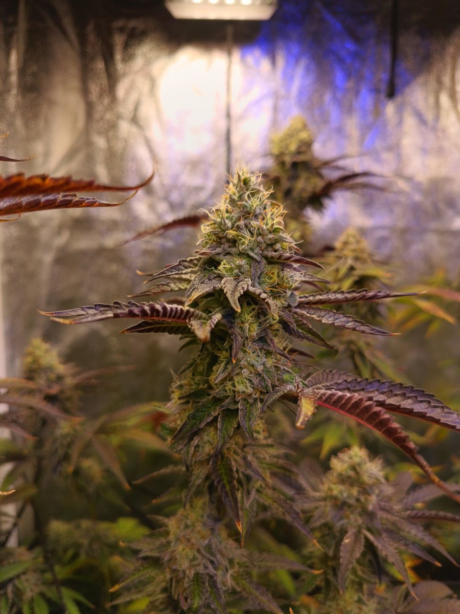 congogrowshop's tweet photo. 🔥 A todo trapo el cultivo de Mati, con genéticas como Wingsuite y Truffaloha

#autocultivo #reprocann #Cannabis https://t.co/2aE6spjsGs
