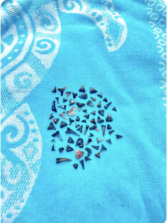 To help celebrate the 50th anniversary of Jaws thought we would share what Bailey found north of Vero Beach. #poinsettiagroves #jaws #jaws50thanniversary