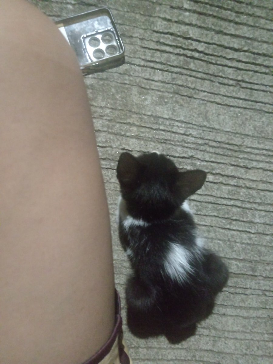 jdave_18's tweet photo. thanks sa pag comfort cutie stray cat https://t.co/Coeh2QCK8m