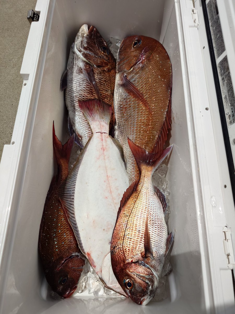 fishinger951203's tweet photo. 2025年6月25日(水)
久しぶりに青森へ帰省し
釣り船利休でマダイを狙いました！
渋い状況が続き
活性が上がりきれませんでした！
渋いながらも
マダイが釣れてくれたましたし、
船長と楽しい会話ができたので
良い1日でした！

#青森のシマノ大好きアングラー
#SHIMANO
#釣り船利休
#一つテンヤ https://t.co/EH3QIJewU2