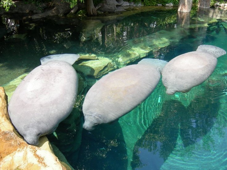 shrimpryo's tweet image. what are  those plorbs