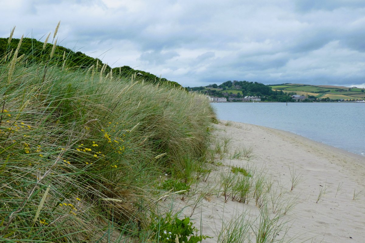 Derek Flack (@barracuda147) on Twitter photo Explored an area of <a href="/NTMurlough/">NT - Murlough NNR</a> opposite Ballykinler Camp this morning. A few years ago, brambles, nettles etc were cleared and it is now bristling with wildflowers, butterflies (pic shows a Ringlet), marram grass and other delights (hogweed, NOT giant hogweed, in pic). Explored an area of <a href="/NTMurlough/">NT - Murlough NNR</a> opposite Ballykinler Camp this morning. A few years ago, brambles, nettles etc were cleared and it is now bristling with wildflowers, butterflies (pic shows a Ringlet), marram grass and other delights (hogweed, NOT giant hogweed, in pic).