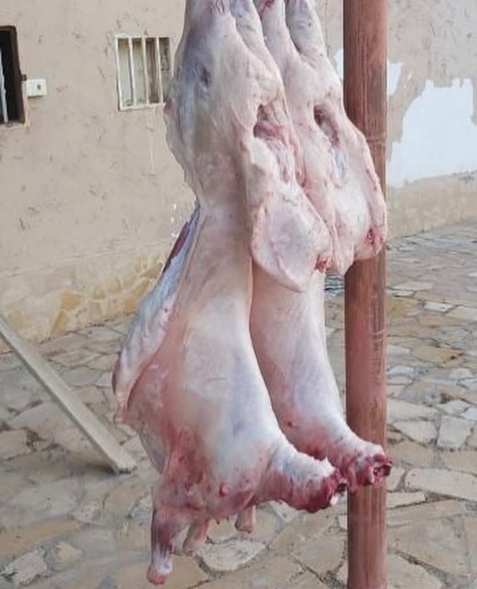 vvib1985's tweet photo. وين انت .. ياللي غيبتك ادهـى وامر من الصدوف
واقسى من شعور السجين ان شاف حبل المشنقه

انا ضحيـة // قلبك القاسي ، وهجرك ، والظروف
ماني ضحيه عند قصاب الضحايااااااااا [ معلقه ] https://t.co/n7rKVwOLoS