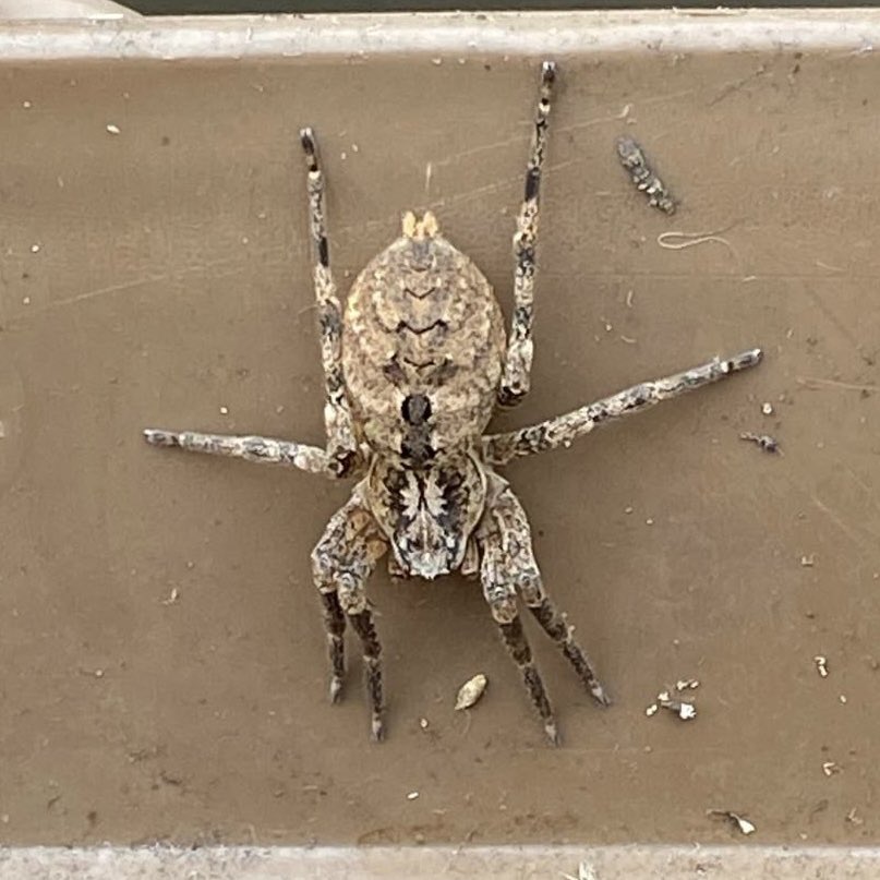 Zoropsis spinimana haunting the wheelie bins of East Dulwich. Photo sent by a neighbour. Such a handsome thing. Can it nip? I’ve not tested that hypothesis yet.