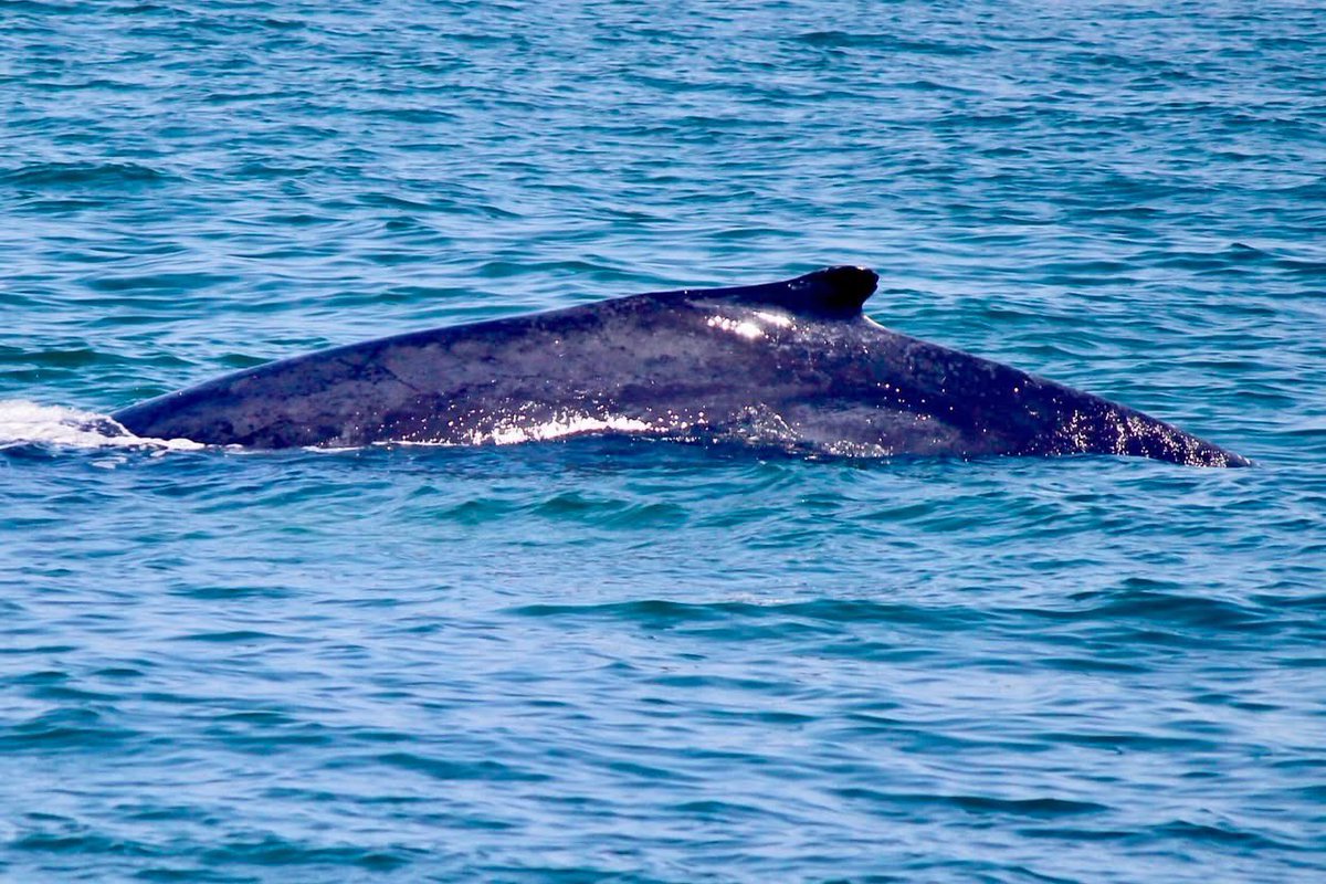 Whale watching tour with the family.