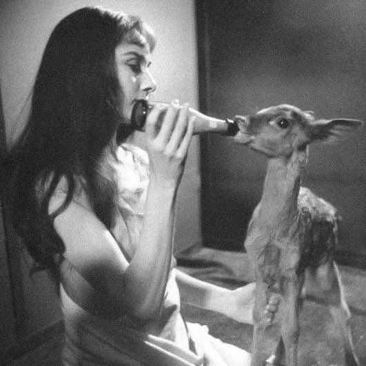 audrey hepburn and her pet fawn pippin