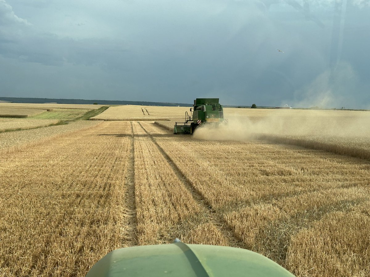 Première benne de blé avant l’orage, 11% hum, 12 prot, 82 ps ⛈️