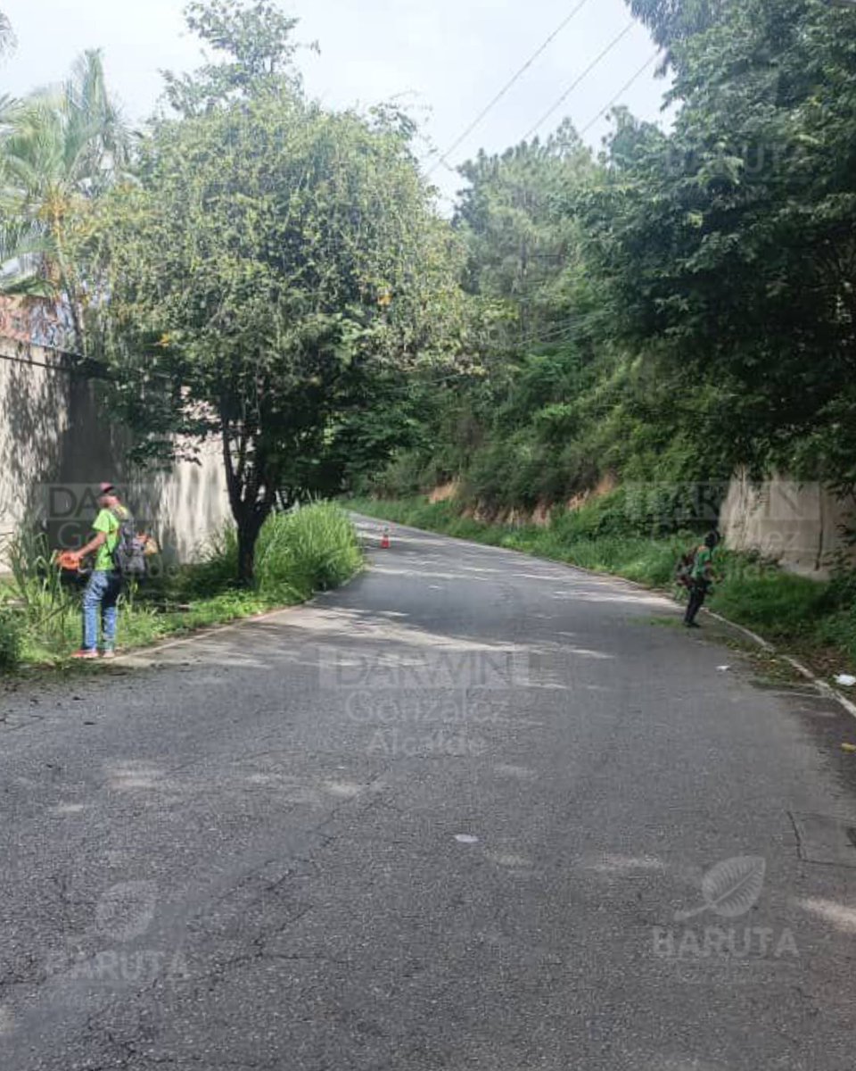Continuamos también con nuestros trabajos de áreas verdes en las siguientes zonas:

📍Mantenimiento, desmalezado y saneamiento en Santa Paula.

📍Poda lumínica en la Av. Principal La Guairita en La Tahona.

📍Saneamiento ambiental en la Redoma de San Luis.

📍Desmalezado en la
