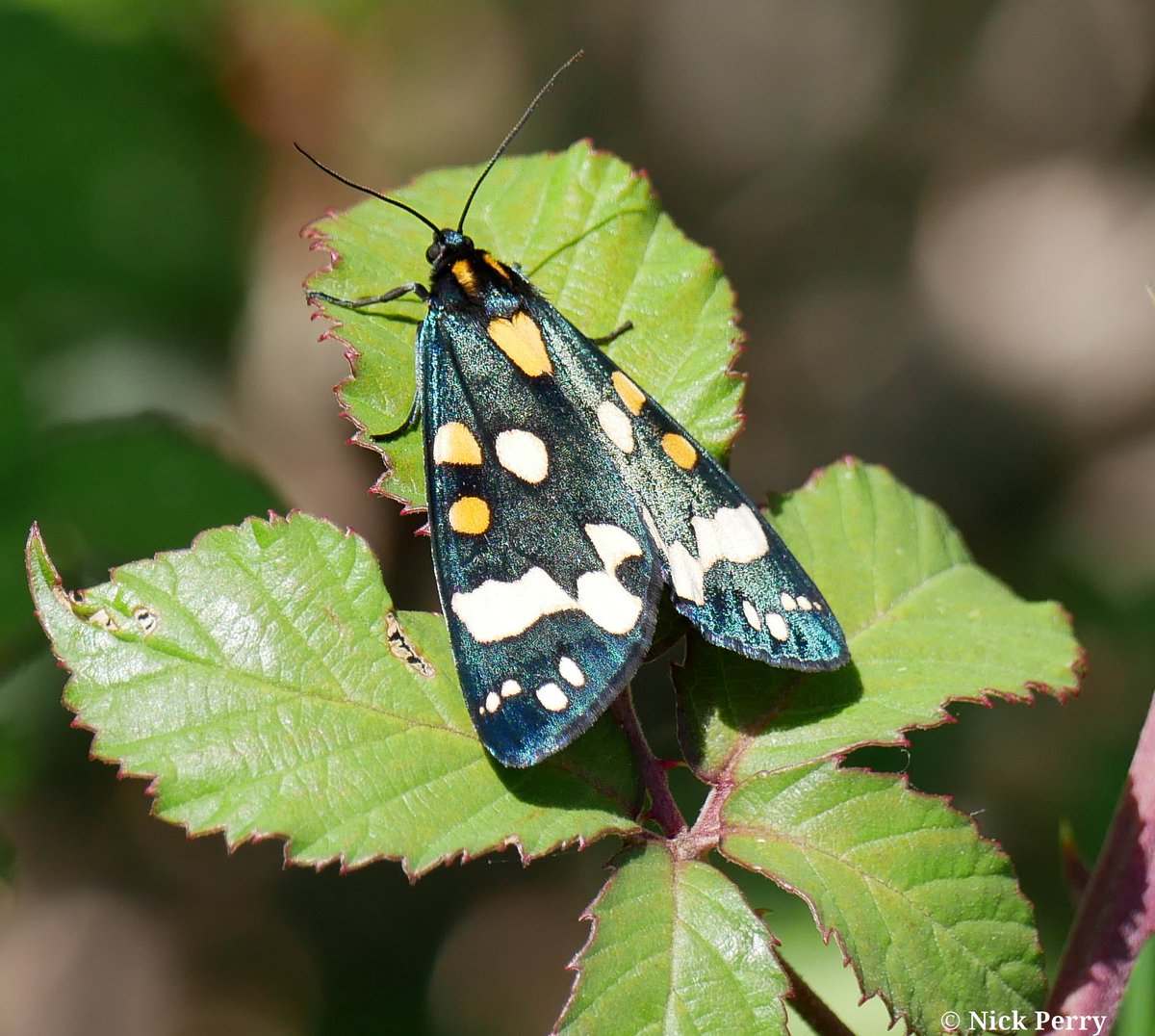 Scarlet tiger moth 🦋

#TwitterNatureCommunity 
#moths #Butterflies 
#NaturePhotography 
#NatureTherapy🏴󠁧󠁢󠁷󠁬󠁳󠁿
