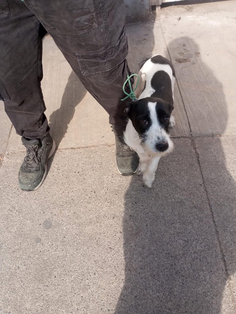 ADOPCIÓN URGENTE!!

San Pablo con Teatinos!!

Lo tiene el cuidador de autos, hoy no puede llevárselo…
BUSCA ADOPCIÓN XQ VA A QUEDAR EN LA CALLE ES CACHORRO…