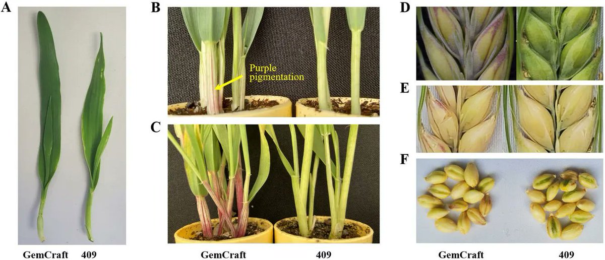 plantgenome's tweet photo. Why is some barley purple? 🌿 New research finds a dominant QTL (qPLS2) and a bHLH gene driving leaf sheath pigmentation! #PlantScience #Barley #OpenAccess https://t.co/iUmS9ppd5A https://t.co/se8CdoCp79