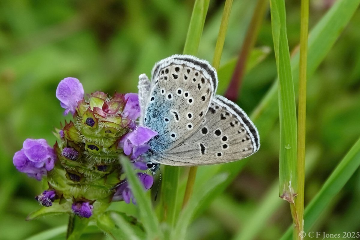 Craig Jones (@craig63jones) on Twitter photo Large Blue. Daneway Banks, Gloucs 25/6/25. Only 3 seen. I understand numbers have been very low this year...
<a href="/BC_Glos/">𝙱𝙲 𝙶𝚕𝚘𝚞𝚌𝚎𝚜𝚝𝚎𝚛𝚜𝚑𝚒𝚛𝚎</a> <a href="/savebutterflies/">Butterfly Conservation 🦋</a> Large Blue. Daneway Banks, Gloucs 25/6/25. Only 3 seen. I understand numbers have been very low this year...
<a href="/BC_Glos/">𝙱𝙲 𝙶𝚕𝚘𝚞𝚌𝚎𝚜𝚝𝚎𝚛𝚜𝚑𝚒𝚛𝚎</a> <a href="/savebutterflies/">Butterfly Conservation 🦋</a>