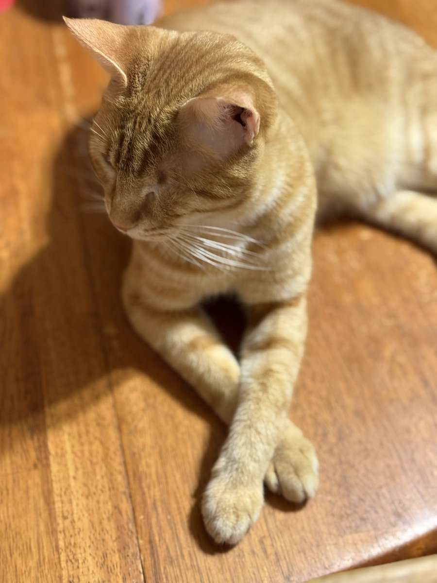 Мой очень вредный сын Макс🧡