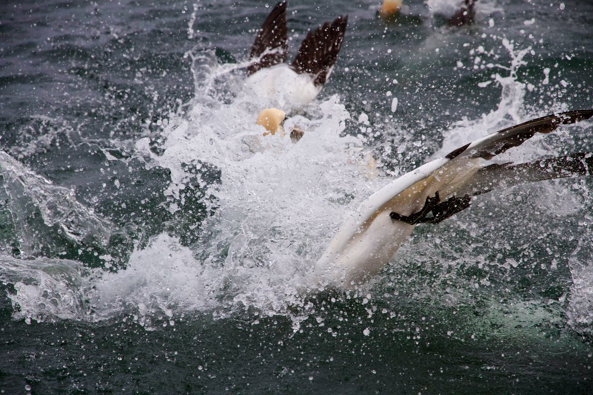 Susan Davies (@smdavies67) on Twitter photo Day 25 of #30DaysWild - good meetings at <a href="/JamesHuttonInst/">James Hutton Institute</a> & a walk around the exciting building works at our Craigiebuckler campus. Travel home provided a bit of time to look at some recent #seabird photos including #gannets diving
#mayhem #birds Day 25 of #30DaysWild - good meetings at <a href="/JamesHuttonInst/">James Hutton Institute</a> & a walk around the exciting building works at our Craigiebuckler campus. Travel home provided a bit of time to look at some recent #seabird photos including #gannets diving
#mayhem #birds