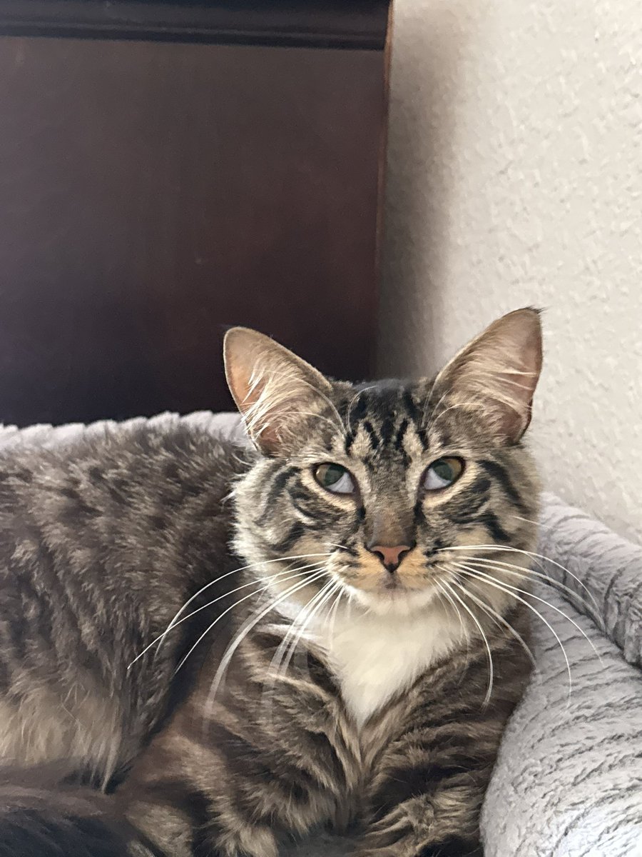 Say something nice about my cat Kevin