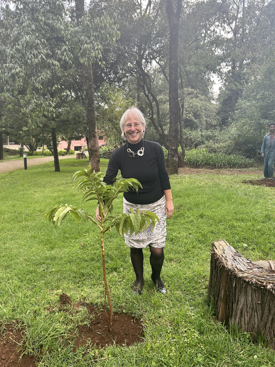 NL Embassy Ethiopia (@nlinethiopia) on Twitter photo Our embassy commenced its 5th year initiative of planting trees to replace exotic trees species with indigenous varieties in light of contribute to the biodiversity and nature of our embassy compound. <a href="/lapirenne/">christine pirenne</a> Our embassy commenced its 5th year initiative of planting trees to replace exotic trees species with indigenous varieties in light of contribute to the biodiversity and nature of our embassy compound. <a href="/lapirenne/">christine pirenne</a>