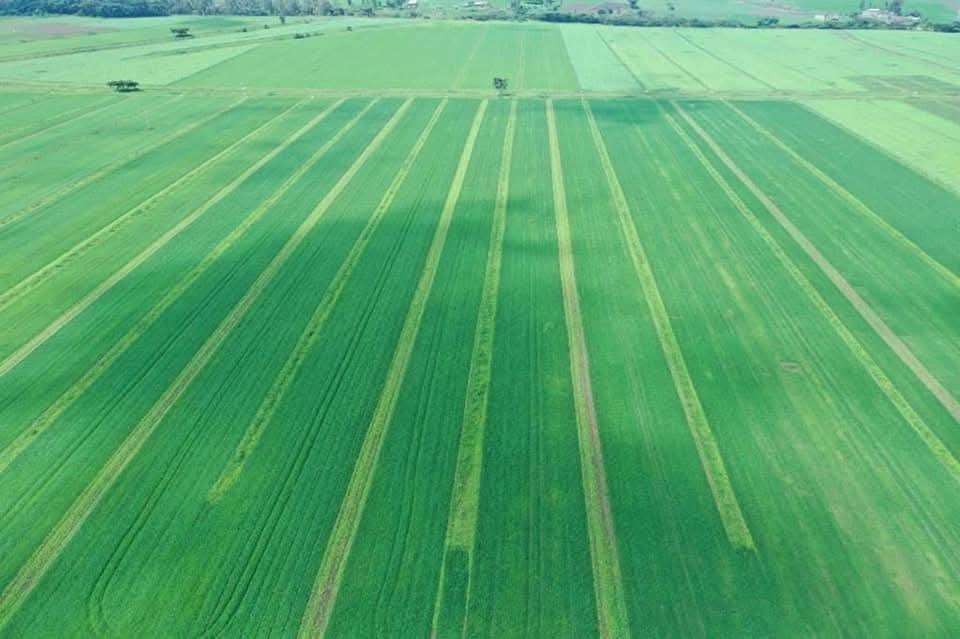 Ethiopian Embassy in the Republic of Uganda (@ethioembassyug) on Twitter photo Ethiopia’s economic pillars—Agriculture, Manufacturing, Tourism, Mining, and ICT—unlock vast potential. 🌍
Invest in our thriving agriculture sector! 🌾 <a href="/MFAEthiopia/">The Ministry of Foreign Affairs of Ethiopia 🇪🇹</a>
<a href="/UgandaMFA/">Ministry of Foreign Affairs - Uganda 🇺🇬</a> #InvestEthiopia #Agribusiness #Ethiopia Ethiopia’s economic pillars—Agriculture, Manufacturing, Tourism, Mining, and ICT—unlock vast potential. 🌍
Invest in our thriving agriculture sector! 🌾 <a href="/MFAEthiopia/">The Ministry of Foreign Affairs of Ethiopia 🇪🇹</a>
<a href="/UgandaMFA/">Ministry of Foreign Affairs - Uganda 🇺🇬</a> #InvestEthiopia #Agribusiness #Ethiopia