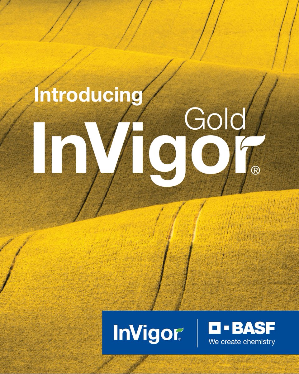 BASF is proud to introduce InVigor® Gold, a breakthrough innovation in canola seed designed to unlock the full genetic potential of canola quality Brassica juncea in new areas of Canada and the United States.

Learn more about InVigor Gold: bit.ly/40k4qXq