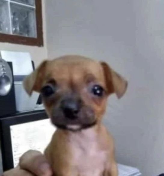 got potg and it's me fighting roadhog 80% of the screen time. he just didn't fucking die.