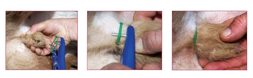 <a href="/Paul_Vegano/">𝐏𝐚ú𝐥 el Vegano</a> Painful procedures
Castration is the removal of a male animal’s testicles Like dehorning, it is legal to perform castration on cattle under the age of 6 months without the use of pain relief or anaesthetic , resulting in an undoubtedly painful process.

farmtransparency.org/kb/food/cattle…