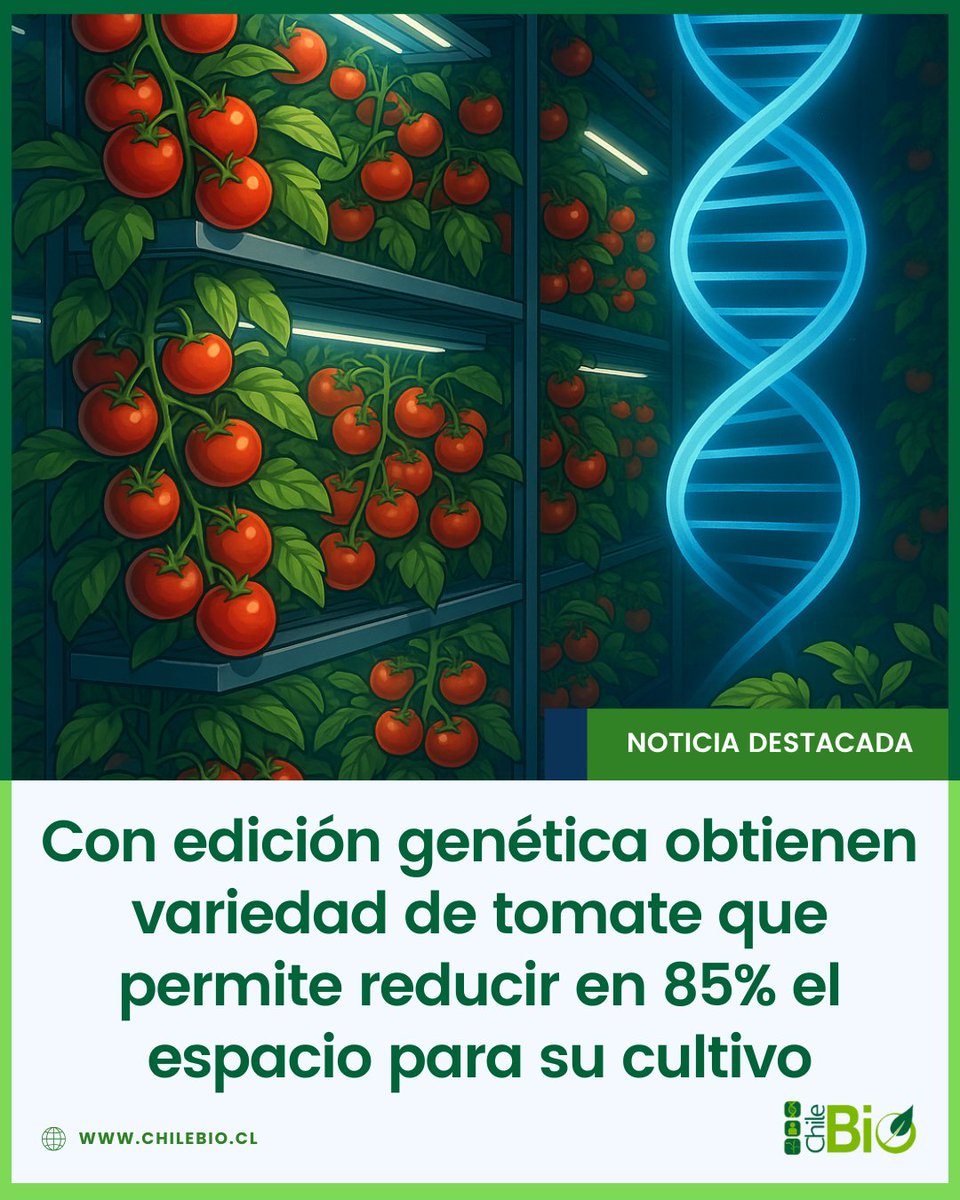 La edición genética también acortó el ciclo de cosecha del #tomate en un 16% y aumentó el rendimiento productivo en un 180%, todo ello con menor consumo energético y una eficiencia significativamente mayor por metro cuadrado cultivado.

bit.ly/4jHkxoP #CRISPR #biotech