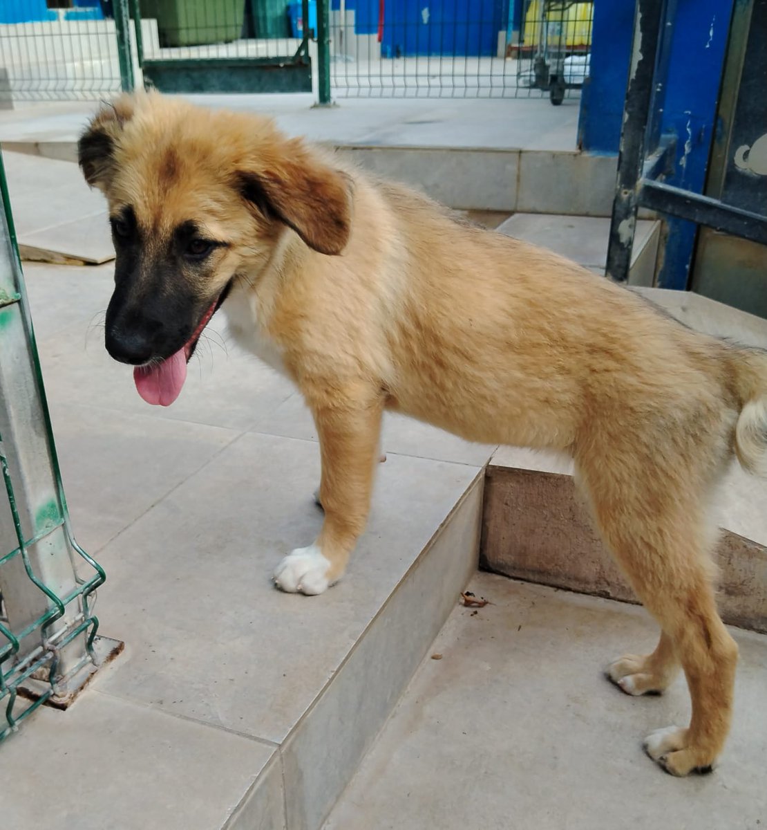Shira es una cachorra de 4 meses que va a ser una señora grande cuando sea mayor.
Sigue sin adopción, es una perra muy buena sociable, cariñosa y os aseguro que os dormireis acariciando ese pelo suave y esponjoso como la lana.
Está en La Nucia.