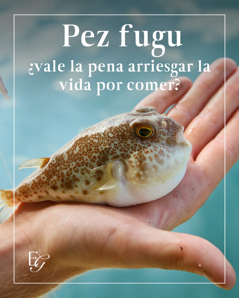 El fugu es tan letal como exquisito.🐡 Solo chefs certificados pueden prepararlo. 💀 Su veneno es 1.200 veces más potente que el cianuro. 🍽️ ¿Vale la pena arriesgar la vida por un bocado?

📖excelenciasgourmet.com/es/curiosidade…