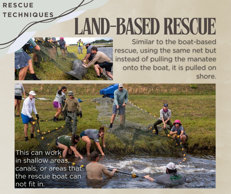 MRP_Manatee's tweet photo. This week our focus is on manatee rescues!
Featured today: Rescue techniques
Remember to report distressed manatees to the FWC Wildlife Alert Hotline at 1-888-404-3922. https://t.co/cNkxrc8Ryp