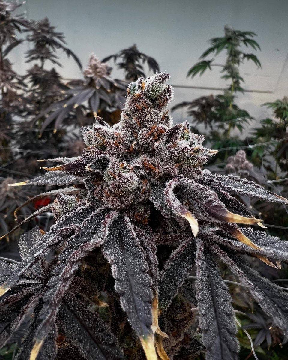 Play Maker #23 (Gary Payton x Lemon Zoap)