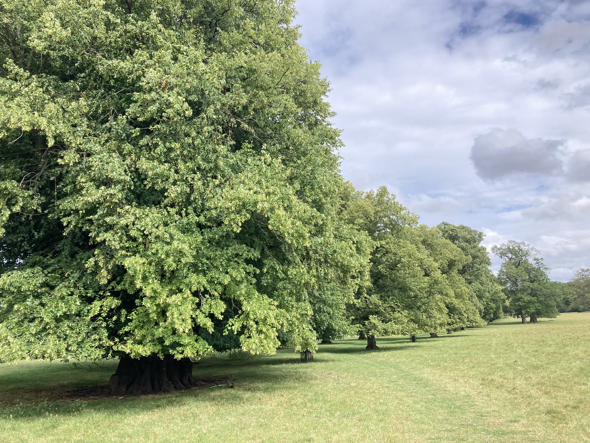 KateAgValuer's tweet image. If only I could bottle the scent of a lime avenue in flower… intoxicating!