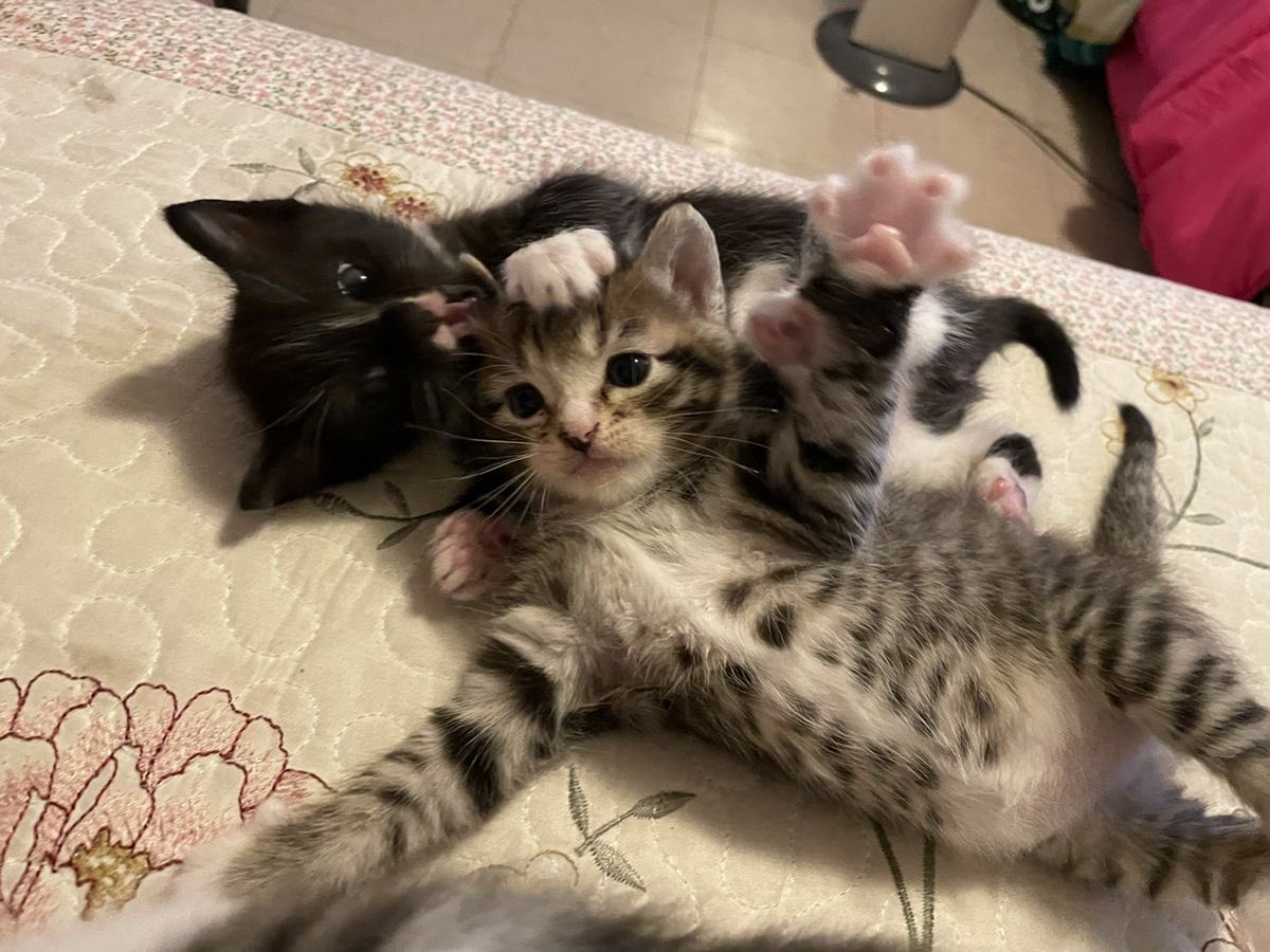 Kitty archives ♡ (@puppierz) on Twitter photo 