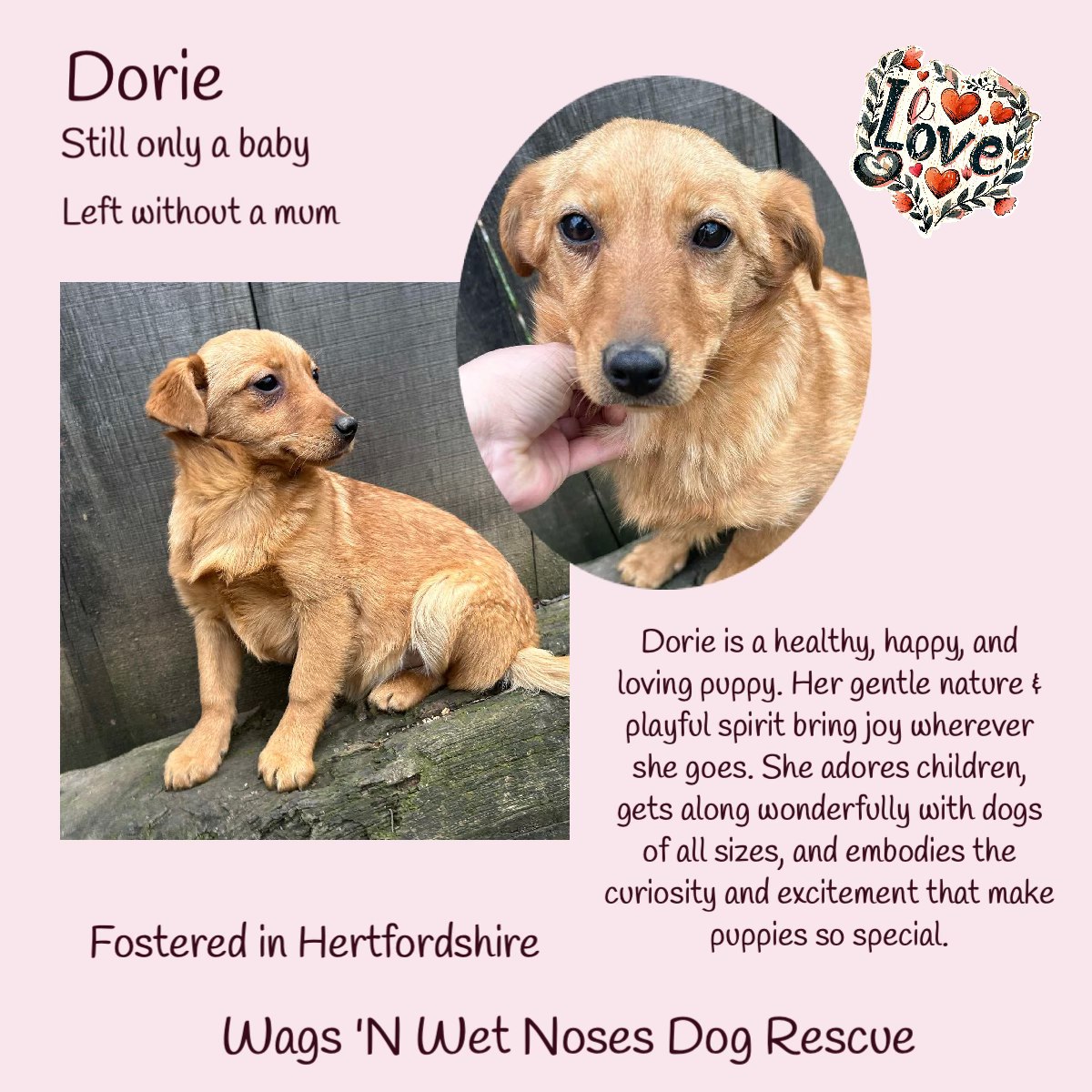 6mo DORIE is a healthy, happy &amp; loving puppy, her gentle nature &amp; playful spirit bring joy wherever she goes. She adores children, gets along wonderfully with dogs of all sizes, &amp; embodies the curiosity &amp; excitement that make puppies so special. With her unique personality, Dorie