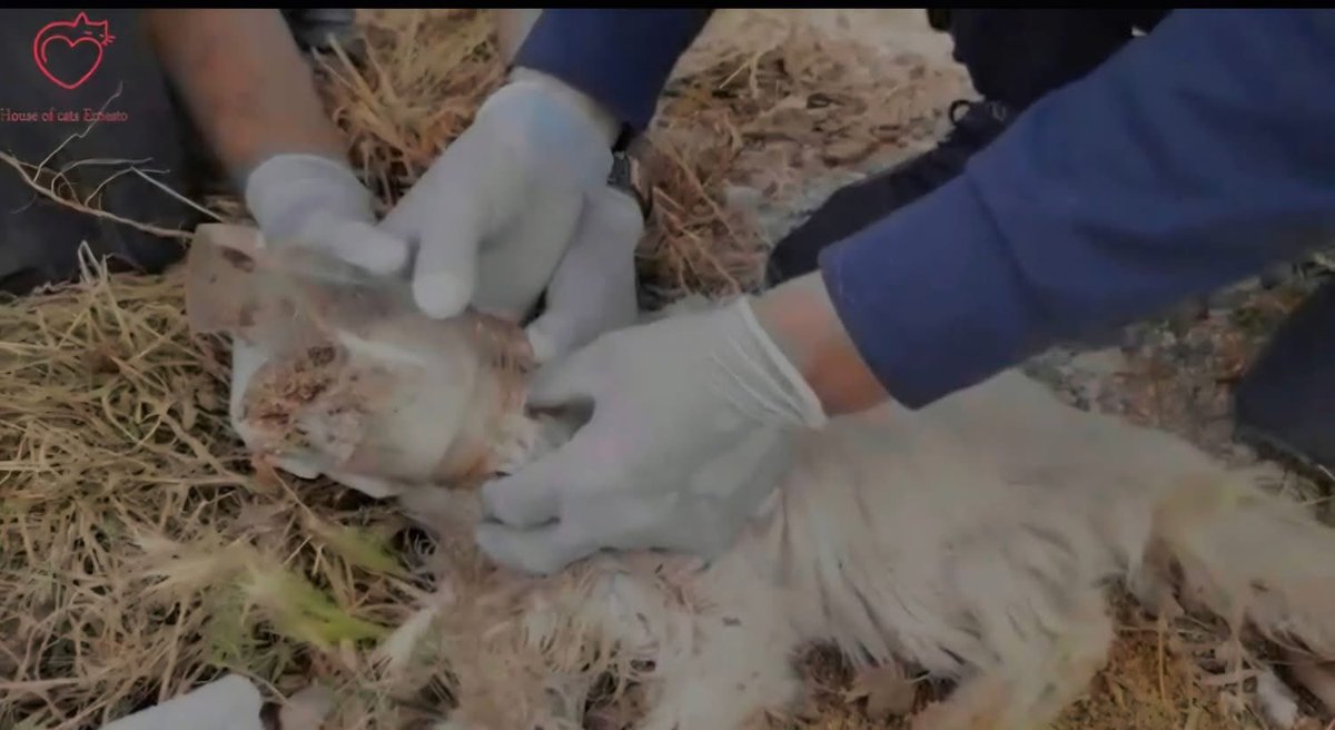 theAleppoCatmen's tweet image. Remember the cat from the rubbish heap? Stuck in a plastic bottle for days?
See the video taken this morning
With treatment and good care, he has made a great recovery.
He will remain at Ernestos now.
donorbox.org/gunthersfamily…
myevent.com/gunthersfamily…
ernestosanctuary.org/donation/…
