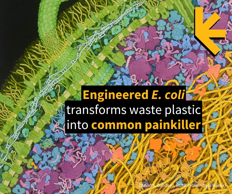 ScienceAlert (@sciencealert) on Twitter photo "This work demonstrates that PET plastic isn't just waste or a material destined to become more plastic – it can be transformed by microorganisms into valuable new products, including those with potential for treating disease." <a href="/NatureChemistry/">Nature Chemistry</a>
sciencealert.com/engineered-e-c… "This work demonstrates that PET plastic isn't just waste or a material destined to become more plastic – it can be transformed by microorganisms into valuable new products, including those with potential for treating disease." <a href="/NatureChemistry/">Nature Chemistry</a>
sciencealert.com/engineered-e-c…