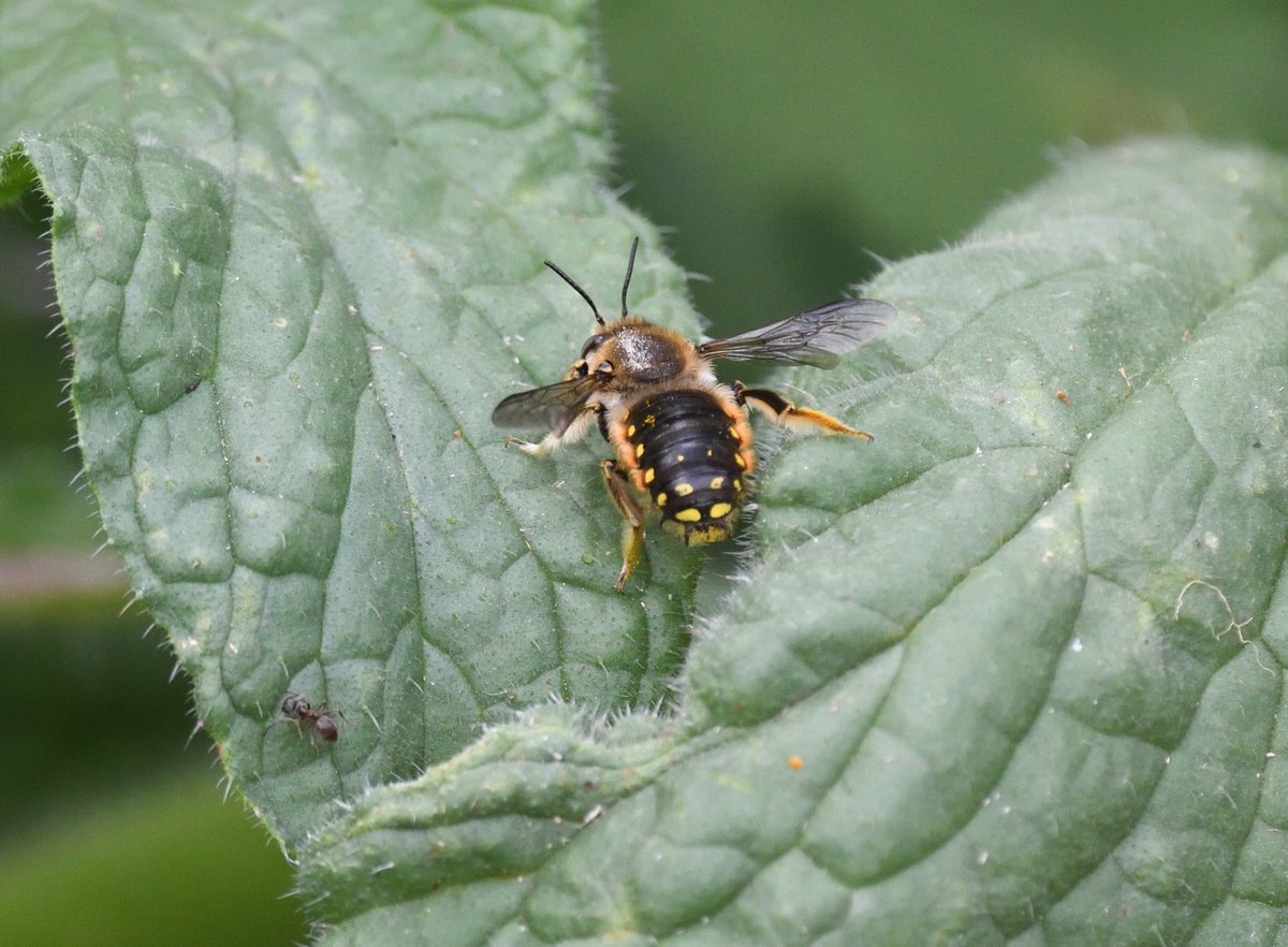 JoKingDevon's tweet photo. So excited to see the #WoolCarderBee in my new garden! I planted the stachys especially for them and they've arrived ๐#NorthNorfolk https://t.co/AsNVX4jtoB