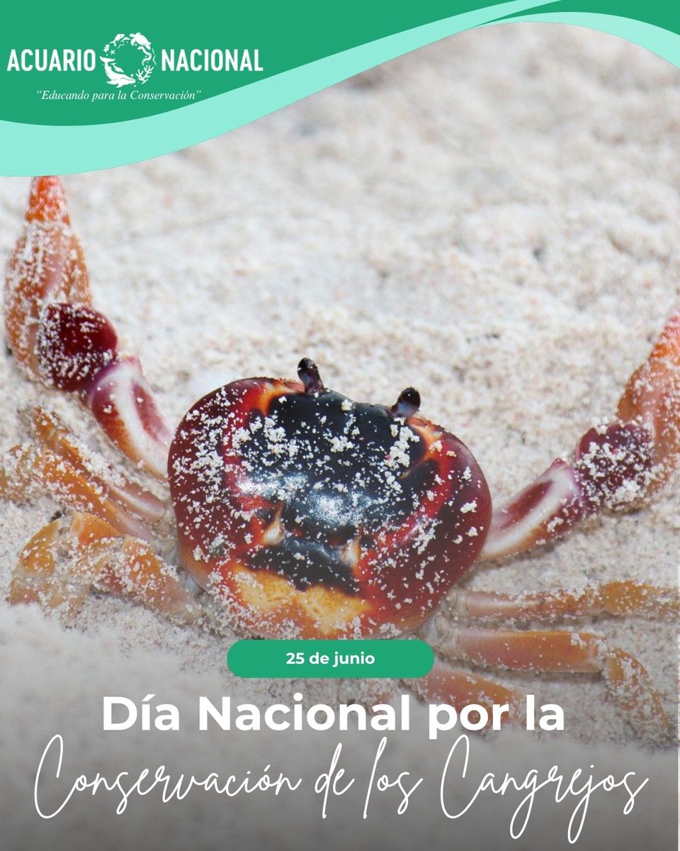 🦀 ¡Hoy celebramos el Día Nacional por la Conservación de los Cangrejos! 🌱

Los cangrejos no solo son parte esencial de nuestros ecosistemas costeros y marinos, también ayudan a mantener el equilibrio ecológico al limpiar restos orgánicos y servir de alimento para otras especies