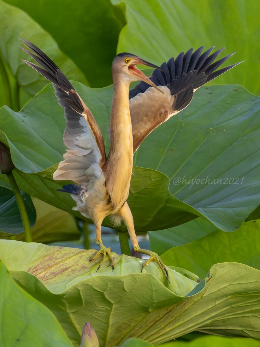 「な、なんだってー！！」
#ヨシゴイ