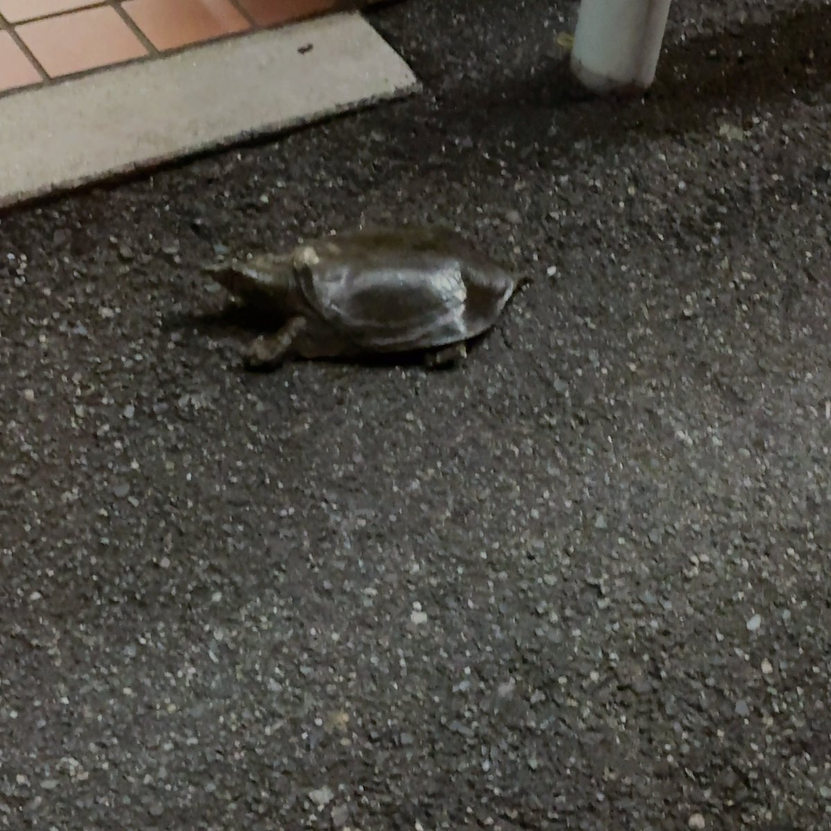 _rnoya's tweet photo. おれの店いろんなやつが来るなあ https://t.co/hJkEW8kbo8