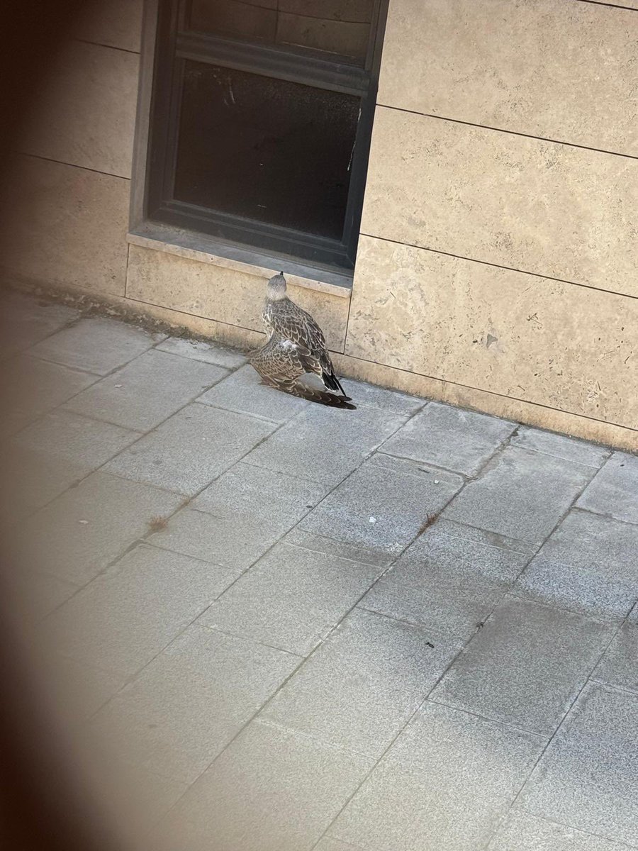 FATİHte ilgilenebilecek bi gönüllü var mıdır? Bu martıyı Hırka-i Şerif ortaokulunun arka bahçesinde gördüm geçerken, okul açık değildi giremedim. Normalde de o tarafta yaşamıyorum tekrar bakabilme şansım yok. Kanadı kırık sanırım ilgilenebilecek biri çıkar mı?