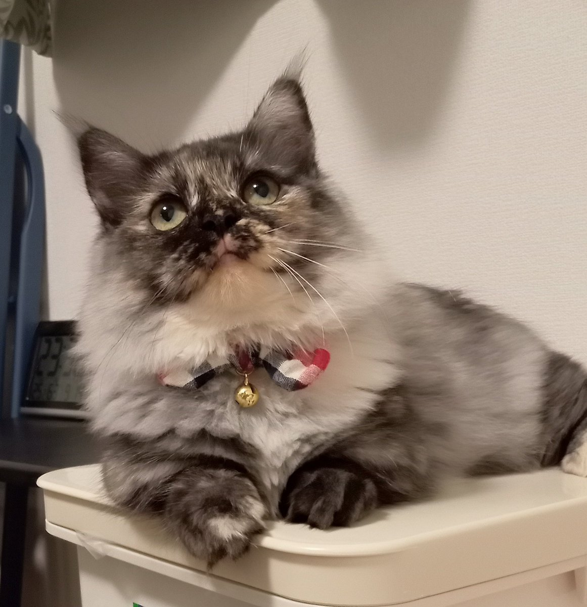 kuru_okyawa's tweet photo. エアちゃんの子ねこ期もかわいい🐱💓
いまもずっと幼稚園児だけど、うちに来た頃はさらにミニマム💓
#ねこねこうちの��ねこ自慢 https://t.co/yHEJmpuRua