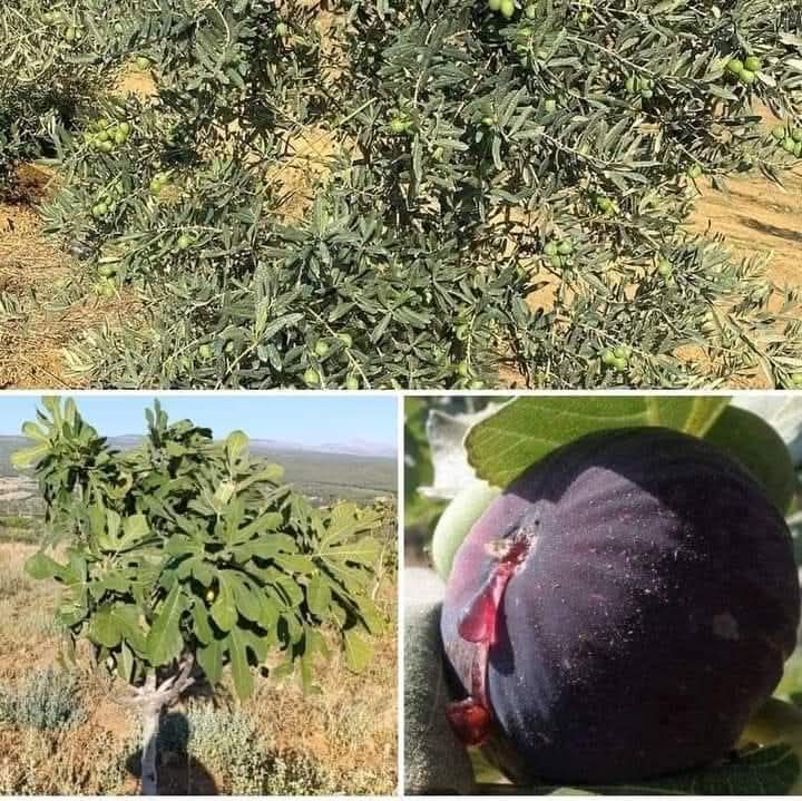 BİLİYOR MUSUNUZ?

Zeytin ile incir ağacı bağlantısını eğer bilimsel olarak mercek altına alırsak; zeytin ağacı ile incir ağacı doğaya ters çalışır. Bütün bitkiler gündüz oksijen verirken, zeytin ve incir ağaçları karbondioksit salınımı yapar. ++++