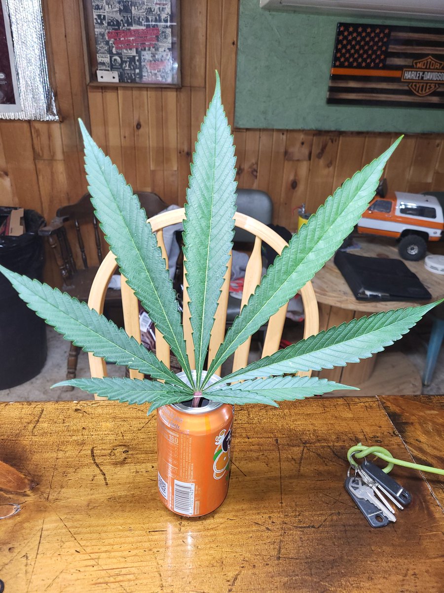 I was just going through my seed stock and found some labeled BB. Guessing its from around 10 yrs ago. Cant for the life of me figure out what B.B is. Any ideas?