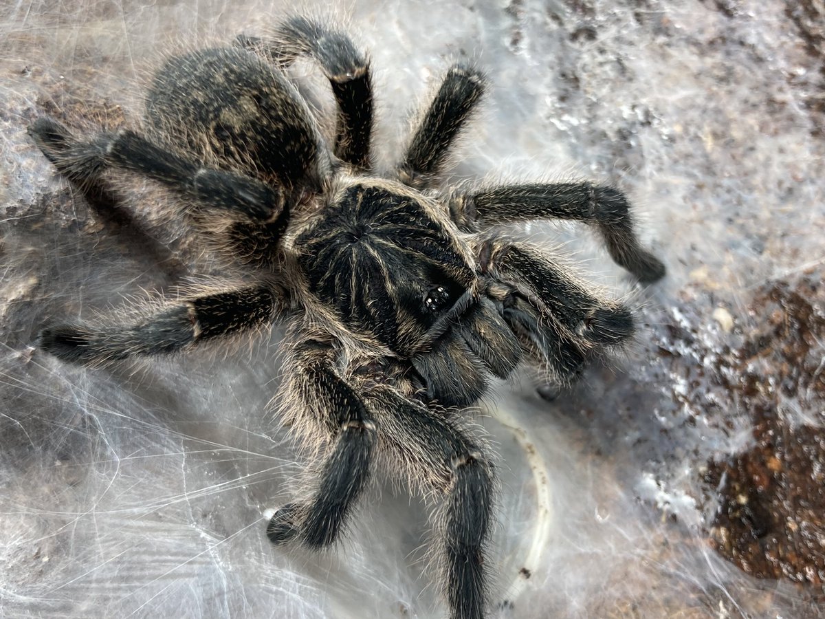 さっちゃん🐛🦂🕷 on X