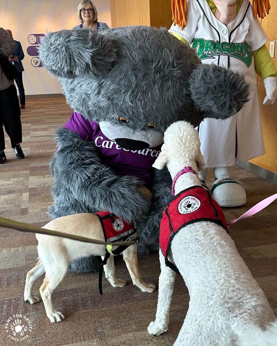 4 Paws For Ability (@4pawsforability) on Twitter photo Our canines joined the crew at CareSource and EVERYONE on staff had to enjoy the puppy therapy. βΎπ Service dogs in training Rougarou, Santa, & Elly loved their time with Gem & Cuddles the Bear too!! Our canines joined the crew at CareSource and EVERYONE on staff had to enjoy the puppy therapy. βΎπ Service dogs in training Rougarou, Santa, & Elly loved their time with Gem & Cuddles the Bear too!!